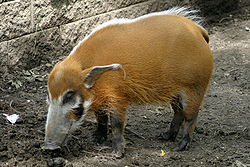  Potamochoerus porcus