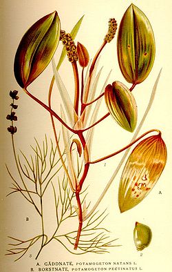 Potamogeton natans et P. pectinatus