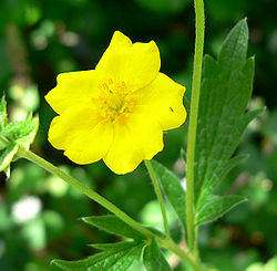  Potentilla gracilis