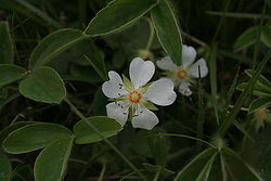  Potentilla montana