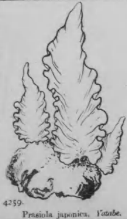  Prasiola japonica