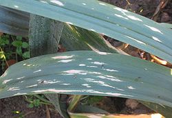  Deux Bikonta :le straménopile Phytophthora porrisur une plante (Allium porrum)