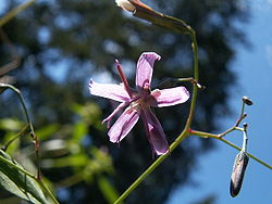  Inflorescence