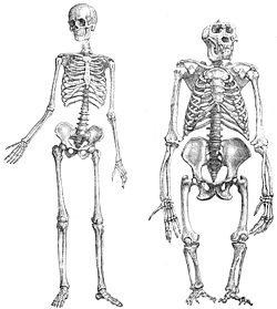  Squelettes d'homme et de grand singe
