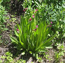  Primula parryi