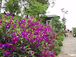   Tibouchina urvilleana