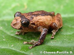  Pristimantis bogotensis