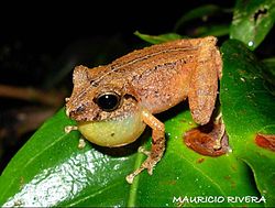  Pristimantis boulengeri