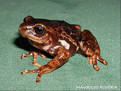  Pristimantis elegans