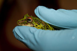  Pristimantis museosus