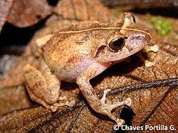  Pristimantis palmeri