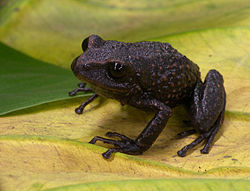  Pristimantis parectatus