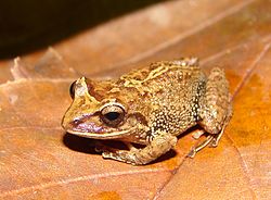  Pristimantis permixtus