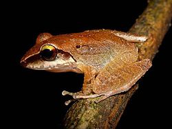  Pristimantis terraebolivaris