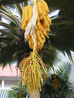  Inflorescence et fruits dans le genre Pritchardia
