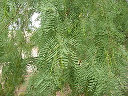  Prosopis glandulosa
