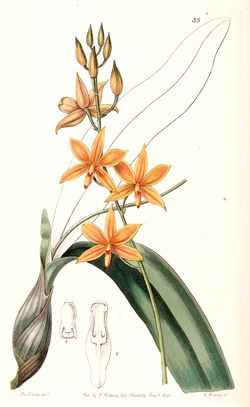  Prosthechea vittelina in Edwards's Botanical Register, volume 26 planche 35