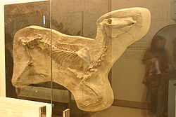  Squelette de Protohippus simus
