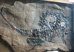  Fossile de P. speneri au musée Teyler