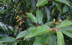  Fruits du Prunus lusitanica