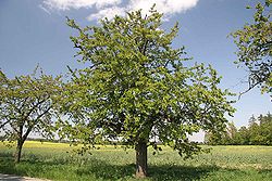  Prunus avium