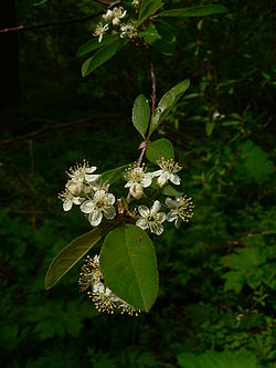 Feuillage et fleurs du Prunus emarginata