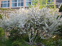 Prunus glandulosa en fleurs