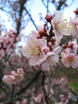  Fleurs de Prunus mume
