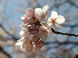  Fleur de Prunus serrulata