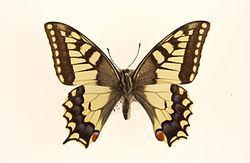  Papilio saharae Musée du maroc