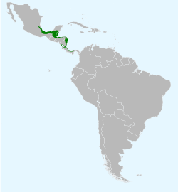 Répartition du Cassique de Montezuma