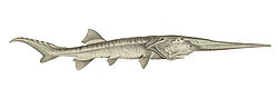  Psephurus gladius