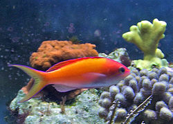  Anthias pêche, mâle