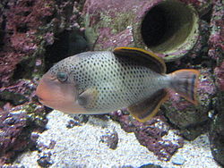  Pseudobalistes flavimarginatus