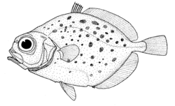   Dessin de Pseudocyttus maculatus