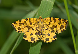  Panthère Pseudopanthera macularia