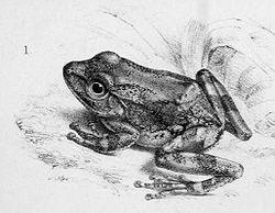 Pseudophilautus cavirostrisDessin réalisé par Günther en 1868.