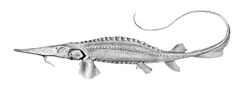  Pseudoscaphirhynchus fedtschenkoi