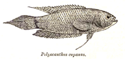 Pseudosphromenus cupanus