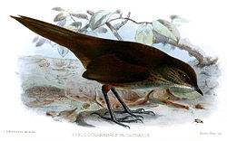  Bradypterus caudatus