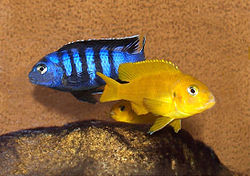  Mâle (derrière) et femelle Pseudotropheus saulosi