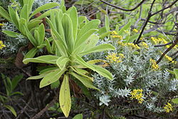  Psiadia anchusifolia et Hubertia tomentosadans le rempart de Bellecombe.