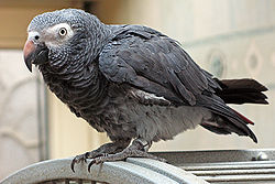 Perroquet gris