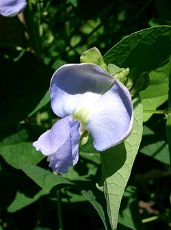 Fleur de Psophocarpus tetragonolobus,le haricot ailé ou pois carré