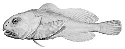  Blobfish (Psychrolutes marcidus)