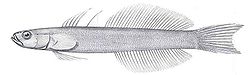  Ptereleotris microlepis