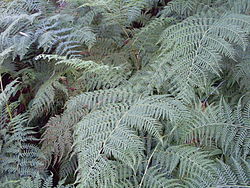  Pteridium esculentum