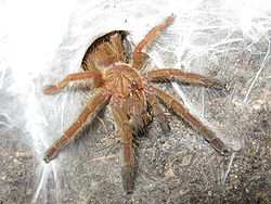  Pterinochilus murinus