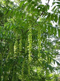  Pterocarya fraxinifolia