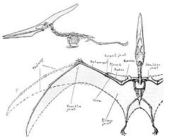  Pteranodon